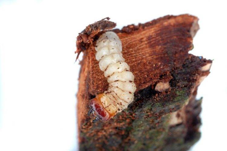 Як крихітні хробаки перетворюють могутні дерева на труху