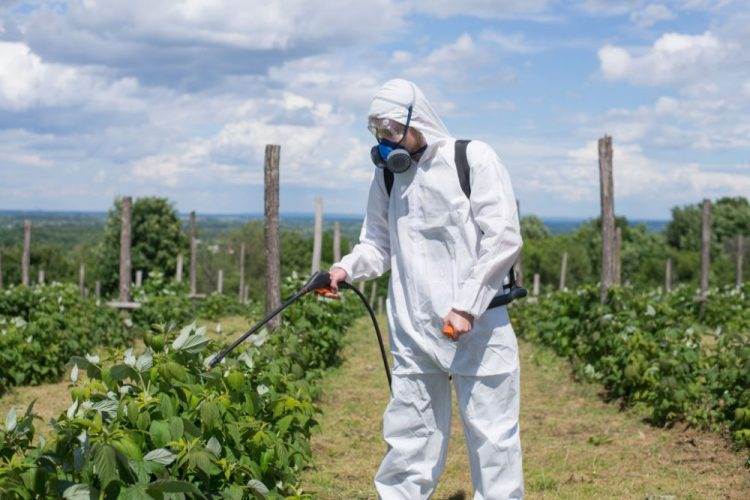 Як захистити малину від хвороб і шкідників без зайвої хімії