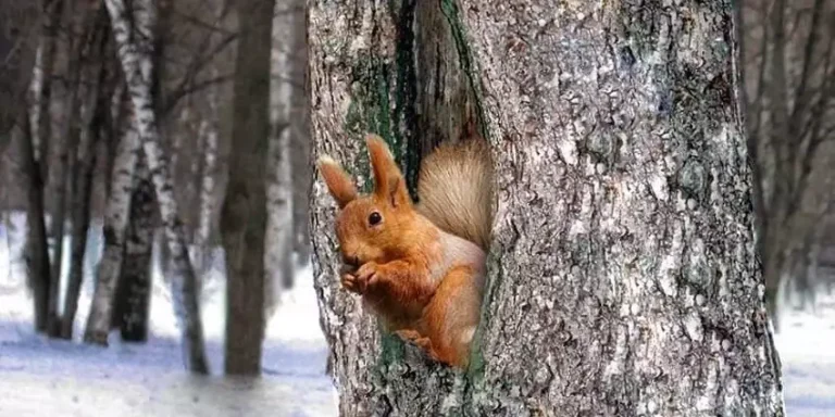 Білчині домівки - від лісових хащ до міських дерев
