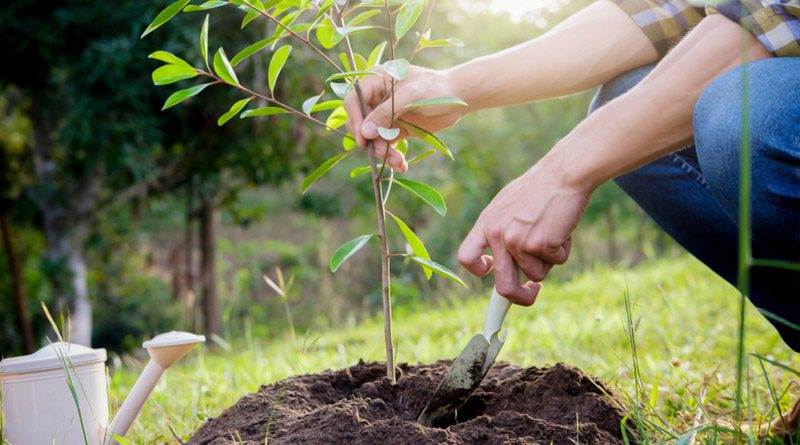 Коли садити плодові дерева, щоб вони добре прижилися