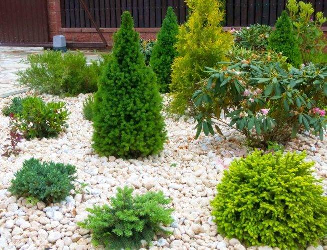 Як правильно підготувати хвойні рослини до зими