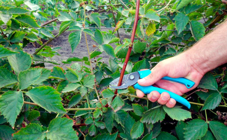 Як обрізати ожину восени щоб наступного року зібрати вдвічі більше ягід
