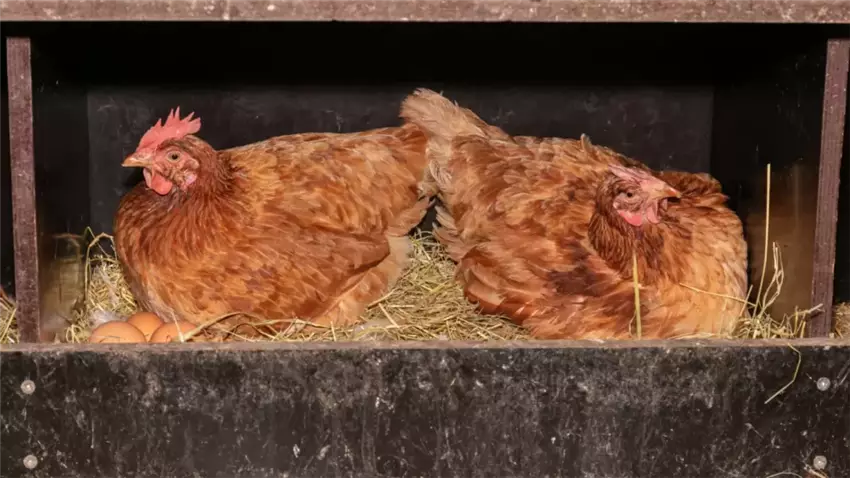 Як перетворити розведення птиці на стабільне джерело доходу