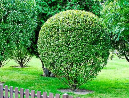 Верба в саду: п’ять рідкісних видів для незвичайного ландшафту