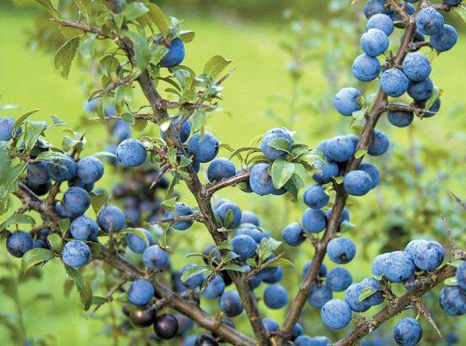 Що справді можна зробити з ягід терену: перевірені ідеї