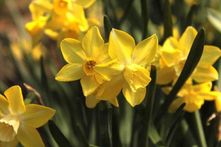 Як правильно визначити час для пересадки тюльпанів і нарцисів