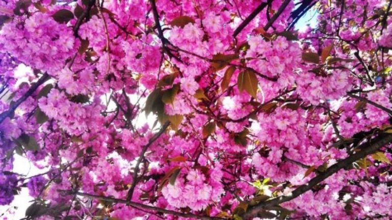 Коли цвіте сакура Тривалість цвітіння та секрети ніжного дива