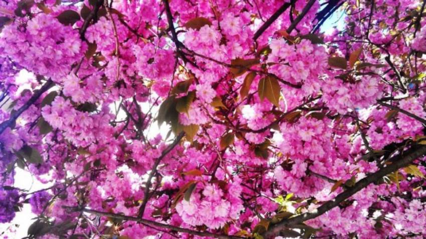 Коли цвіте сакура Тривалість цвітіння та секрети ніжного дива