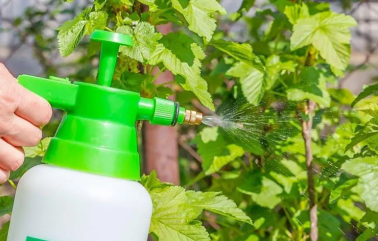 Як правильно розводити бурштинову кислоту для рослин без помилок