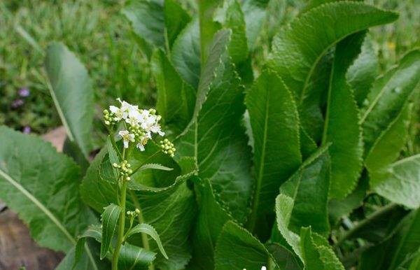 Як вивести хрін з городу раз і назавжди