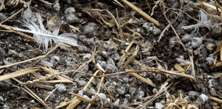 Як правильно використовувати послід у господарстві