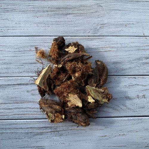 Як влаштований корінь папороті і чому він такий незвичайний