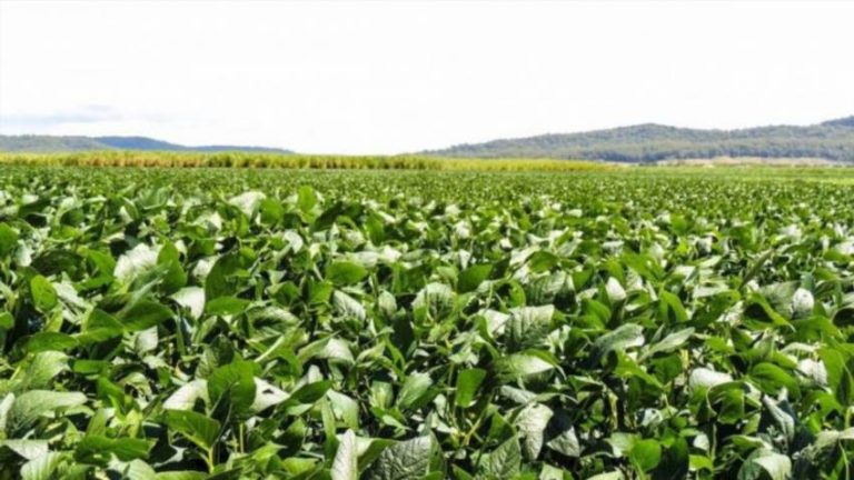 Квасоля на городі – від зернятка до щедрого врожаю