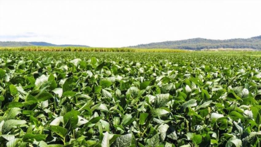 Квасоля на городі – від зернятка до щедрого врожаю