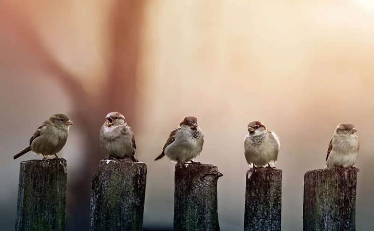 Як горобці освоїли Україну від міст до степів