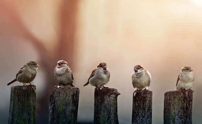 Як горобці освоїли Україну від міст до степів