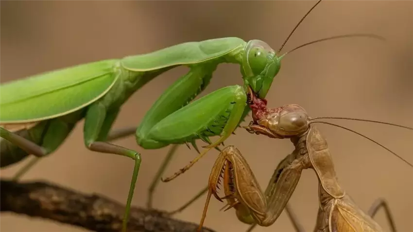 Чому самка богомола з'їдає самця після спаровування