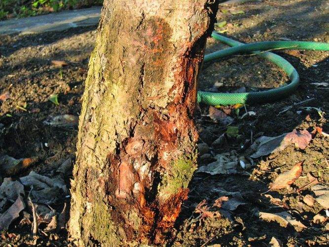Як відновити пошкоджену кору дерева без помилок