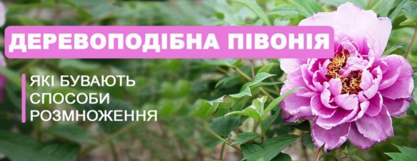 Як правильно розмножити деревовидну півонію у власному саду