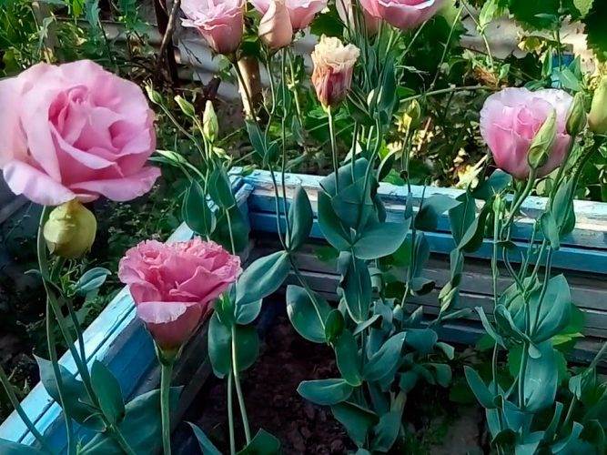 Як виростити еустому, щоб вона радувала пишним цвітом